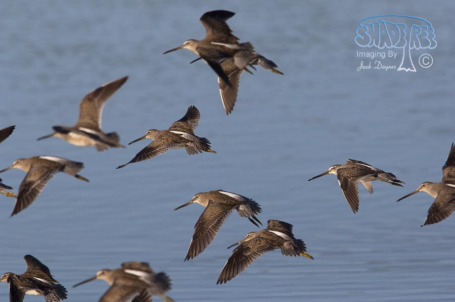 Long-Billed Dowitcher - Limnodromus scolopaceus
