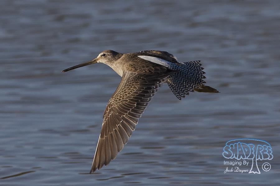 Long-Billed Dowitcher - Limnodromus scolopaceus