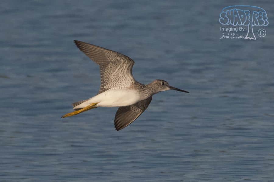 Greater Yellowlegs - Tringa melanoleuca