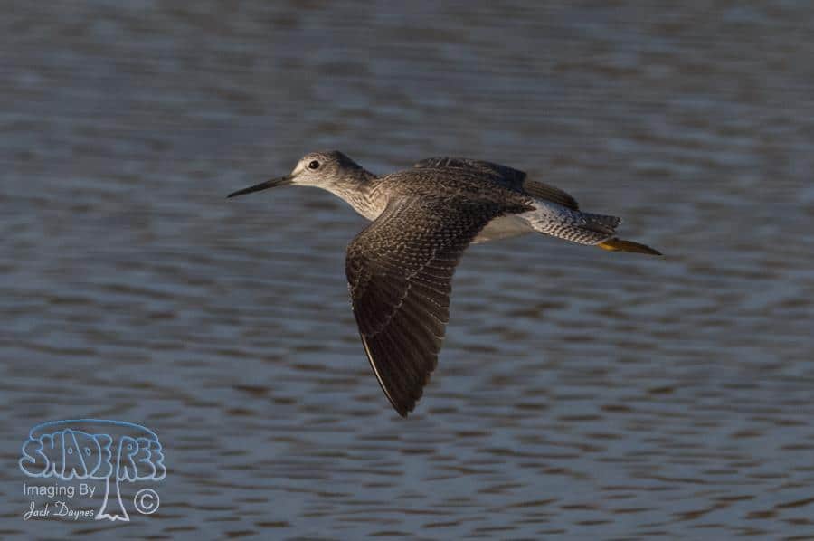 Greater Yellowlegs - Tringa melanoleuca