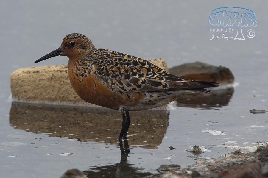Red Knot - Calidris canutus