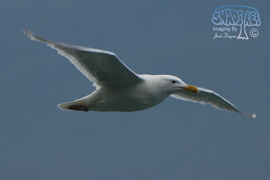 Glaucous-Winged Gull - Larus glaucescens