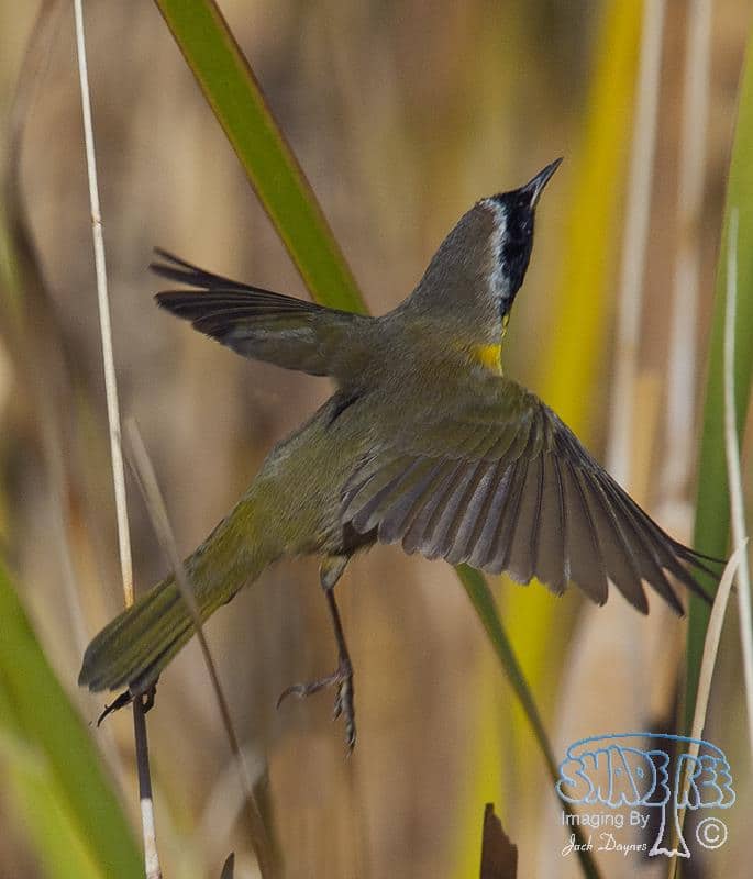 Common Yellowthroat - Geothlypis trichas