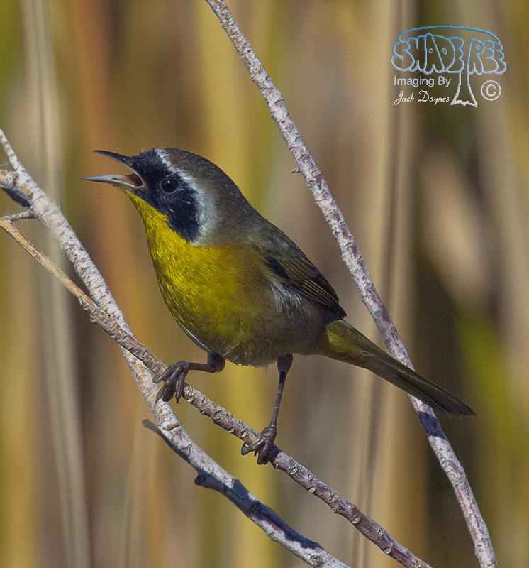Common Yellowthroat - Geothlypis trichas