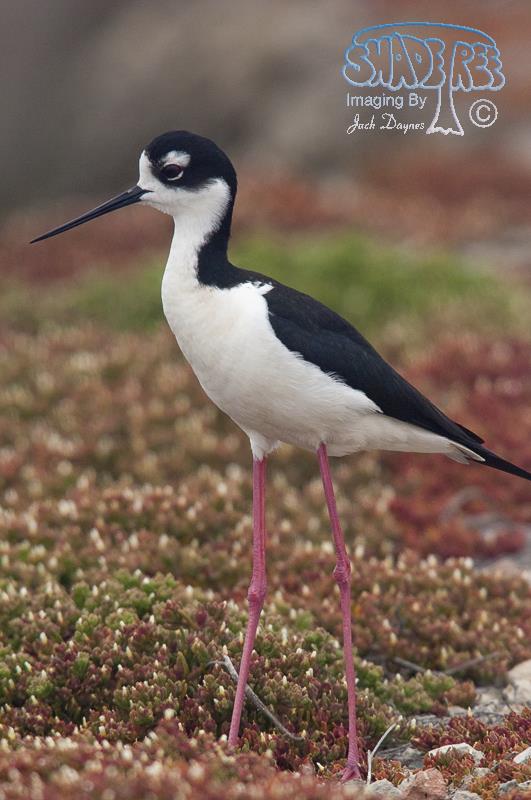 Black-Necked Stilt - Himantopus mexicanus