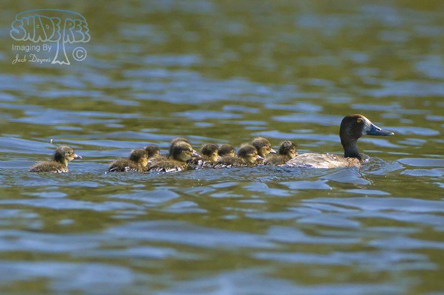 Lesser Scaup - Aythya affinis