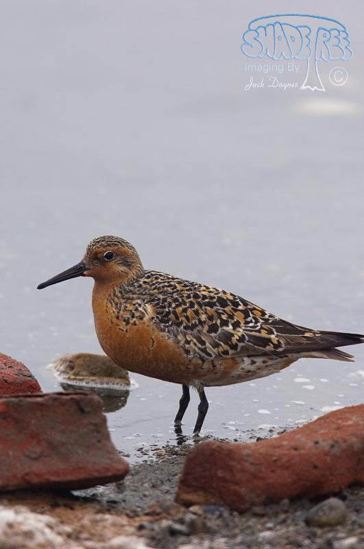 Red Knot - Calidris canutus