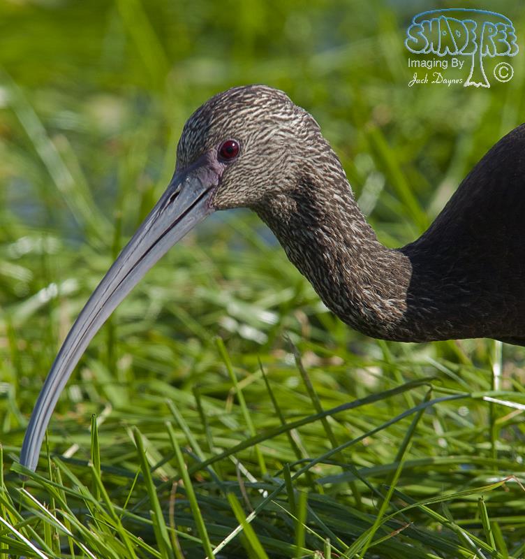 White-faced Ibis - Plegadis chihi