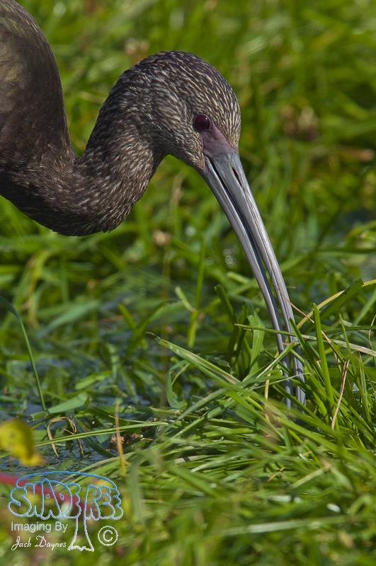 White-faced Ibis - Plegadis chihi