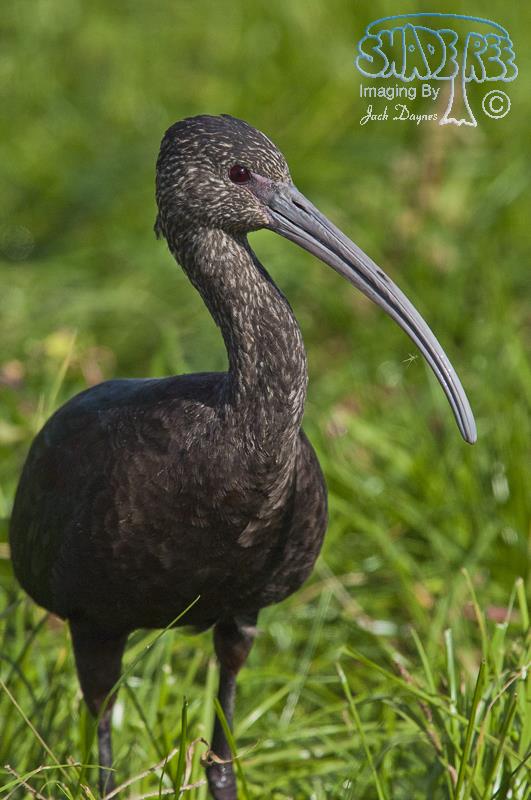 White-faced Ibis - Plegadis chihi