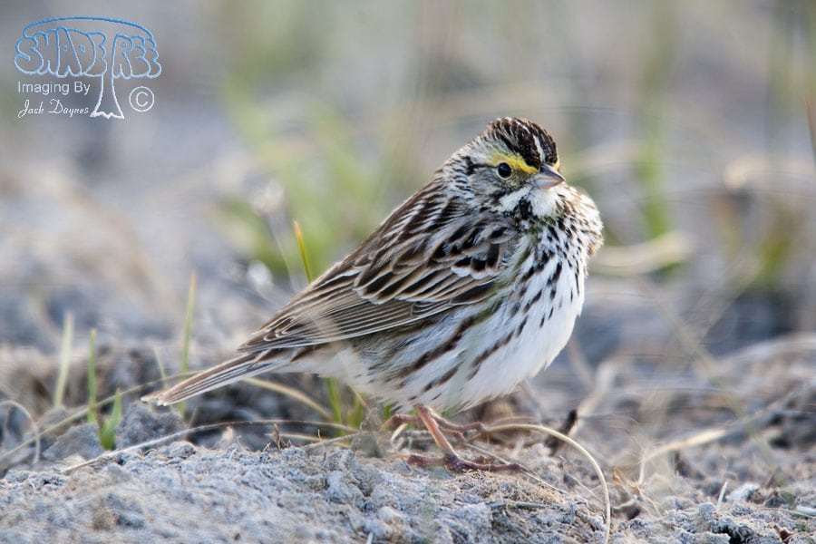 Savannah Sparrow - Passerculus sandwichensis