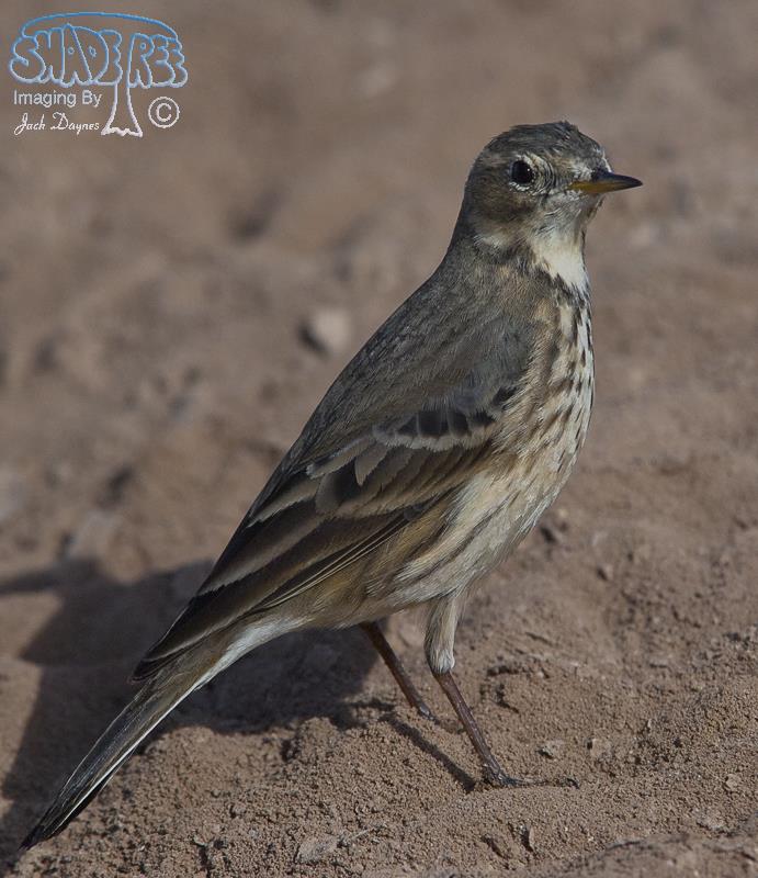 American Pipit - Anthus rubescens