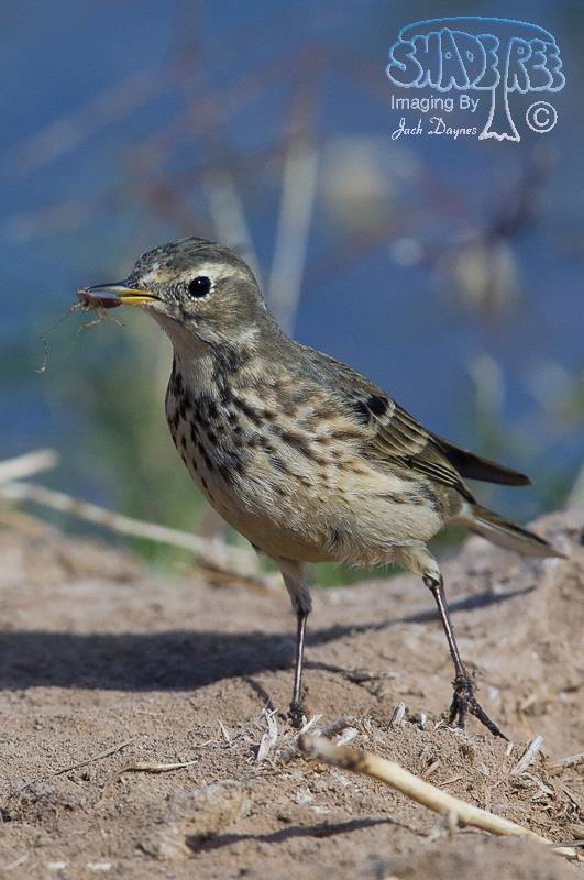 American Pipit - Anthus rubescens