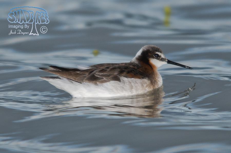 Wilson's Phalarope - Phalaropus tricolor