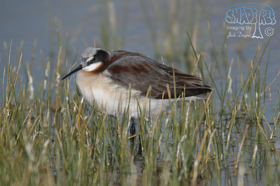 Wilson's Phalarope - Phalaropus tricolor