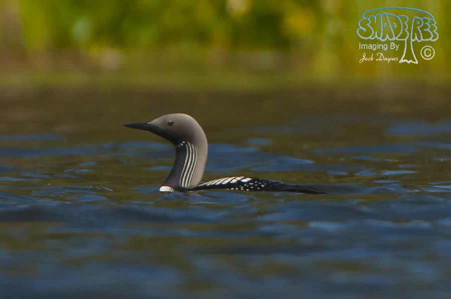 Pacific Loon - Gavia pacifica