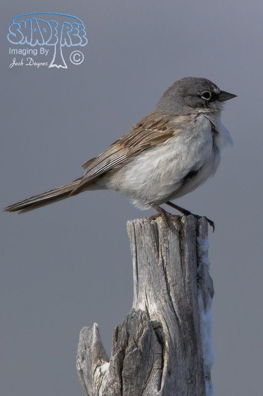 Sagebrush Sparrow - Artemisiospiza nevadensis