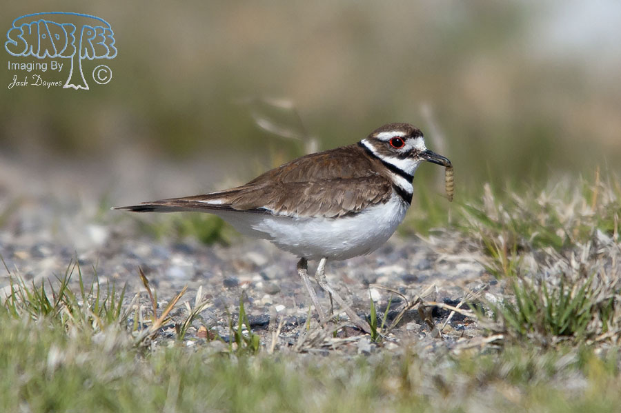 Killdeer - Charadrius vociferus