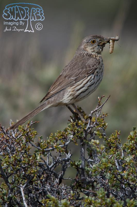 Sage Thrasher - Oreoscoptes montanus