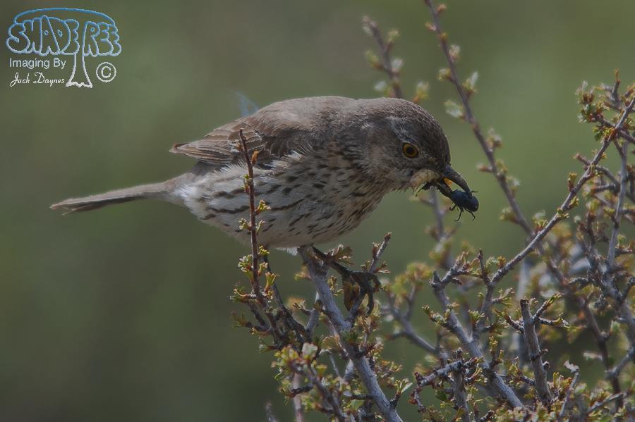 Sage Thrasher - Oreoscoptes montanus