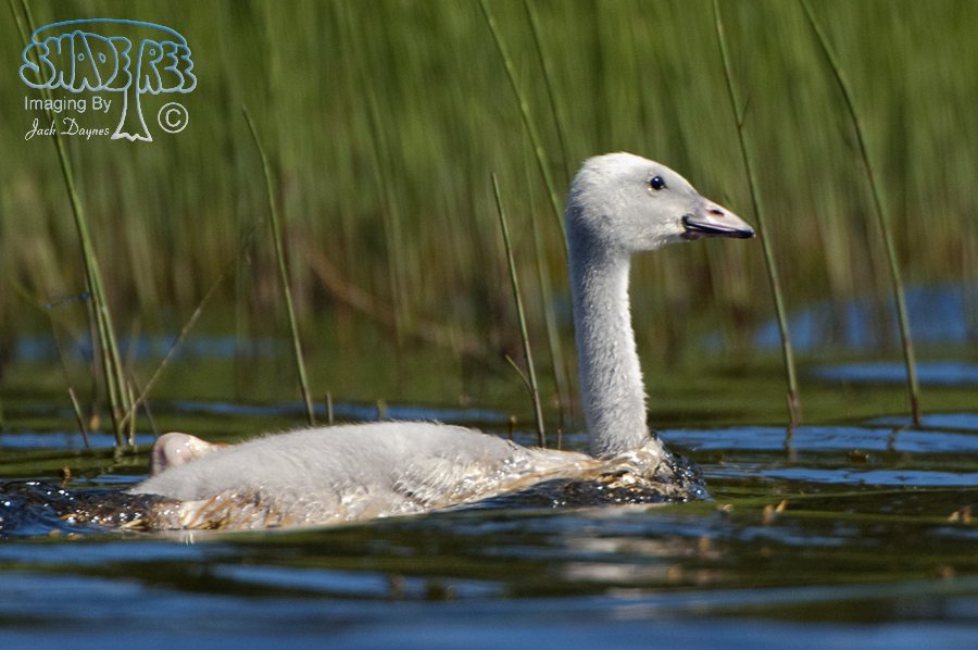 Trumpeter Swan - Cygnus buccinator