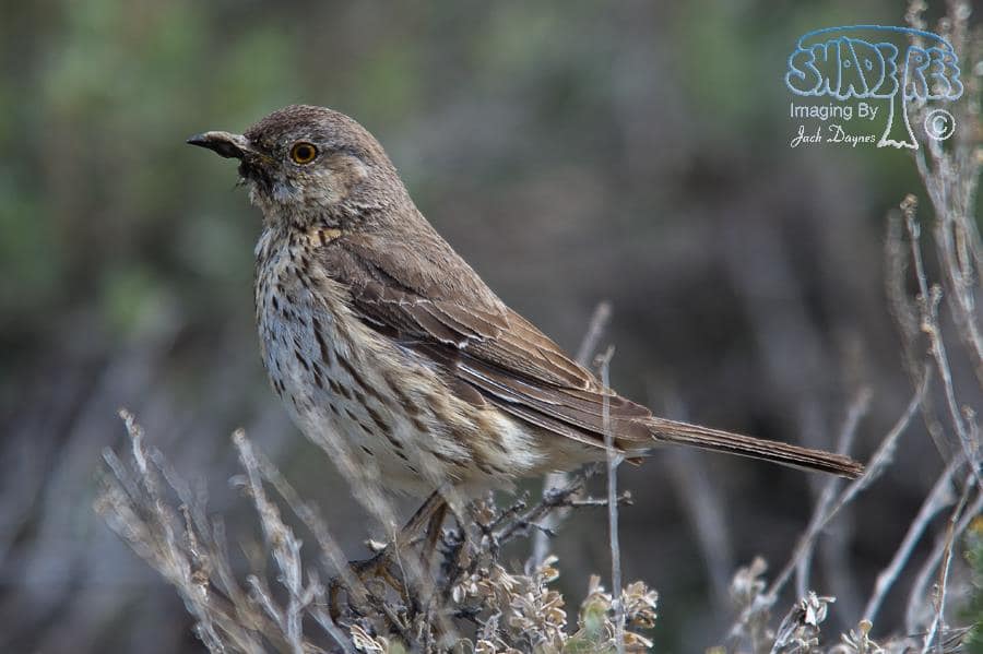 Sage Thrasher - Oreoscoptes montanus