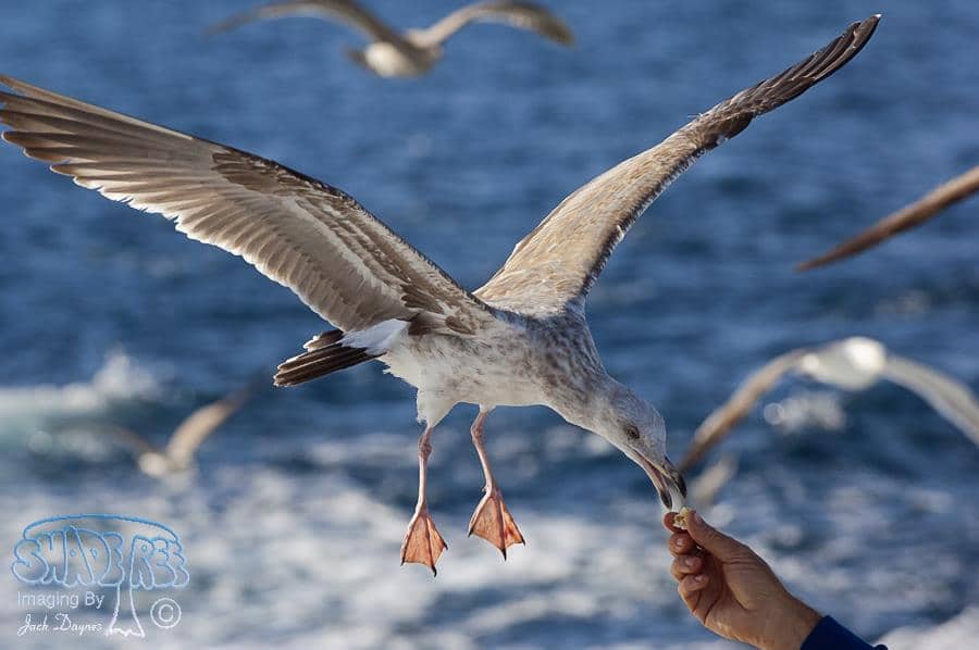 Western Gull - Larus occidentalis