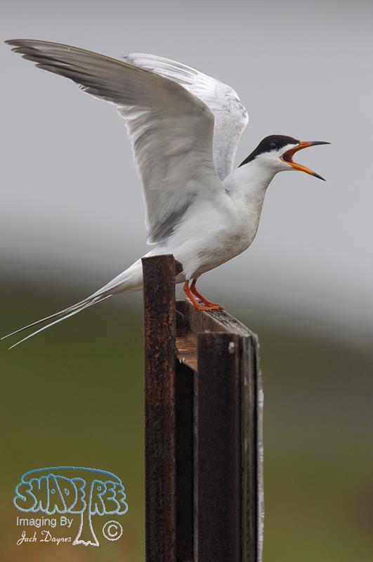 Forster's Tern - Sterna forsteri
