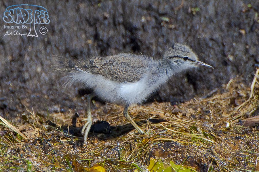 Spotted Sandpiper - Tringa macularia
