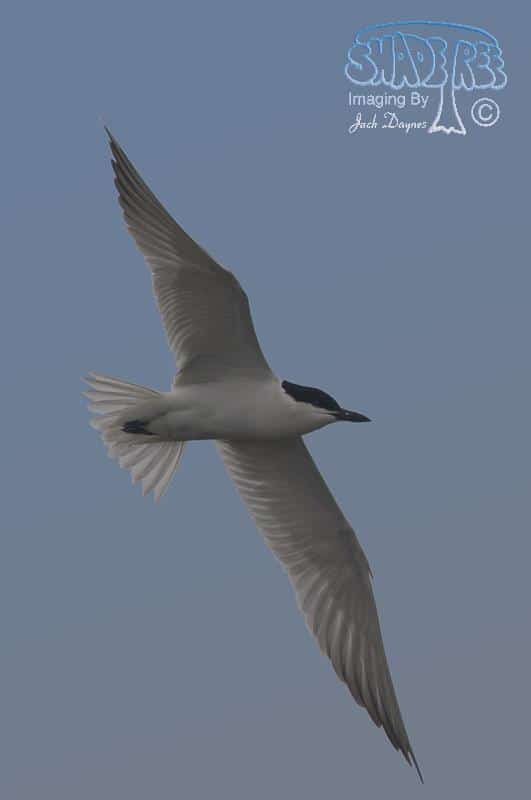 Gull-Billed Tern - Gelochelidon nilotica
