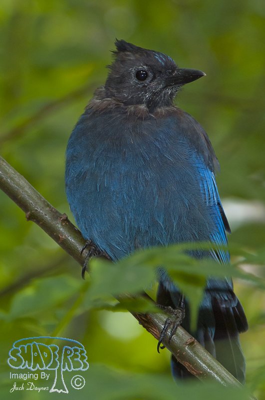 Steller's Jay - Cyanocitta stelleri stelleri