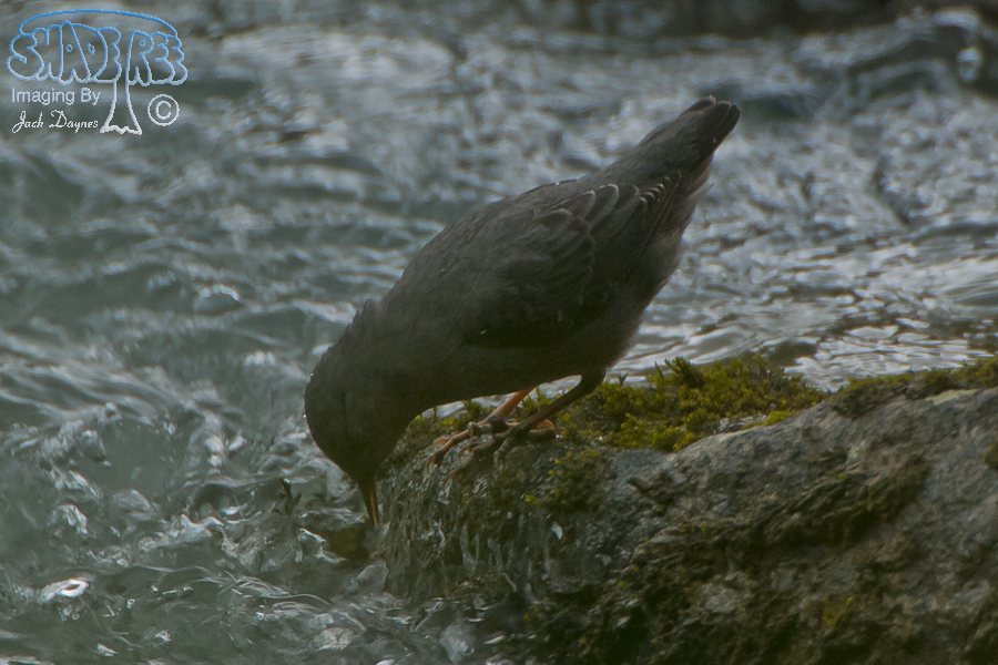 American Dipper - Cinclus mexicanus