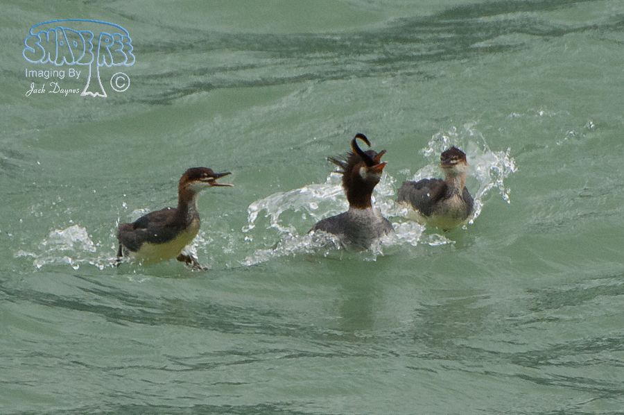 Common Merganser - Mergus merganser