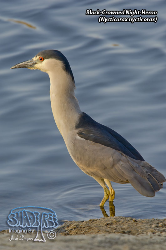 Black-Crowned Night-Heron - Nycticorax nycticorax