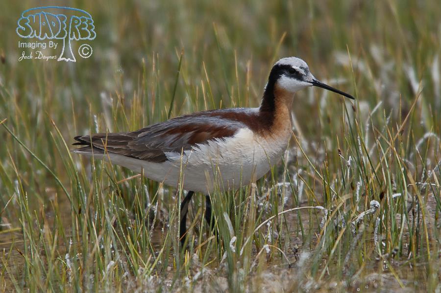 Wilson's Phalarope - Phalaropus tricolor