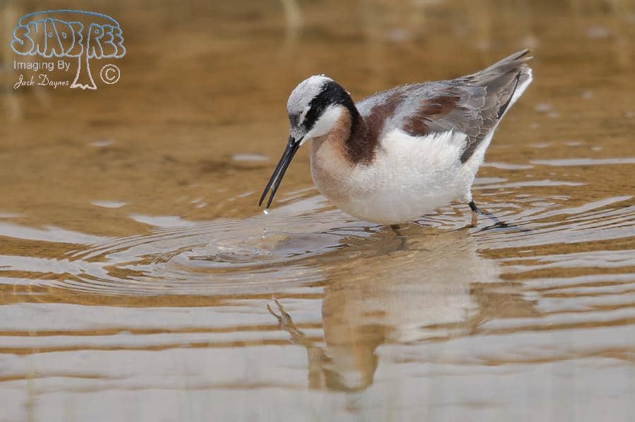 Wilson's Phalarope - Phalaropus tricolor