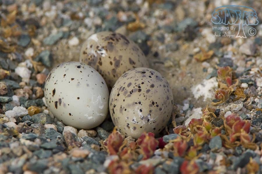 Least Tern - Sternula antillarum