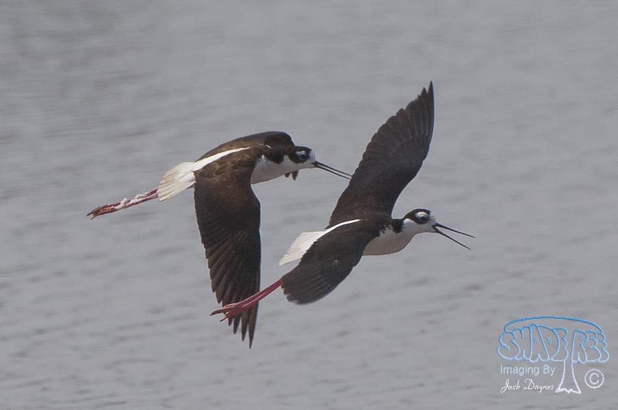 Black-Necked Stilt - Himantopus mexicanus