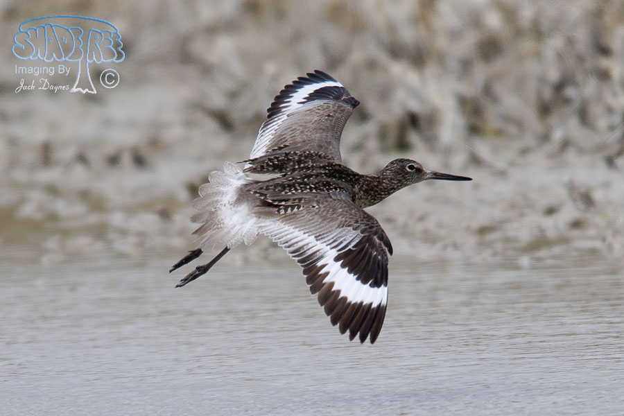Willet - Tringa semipalmata