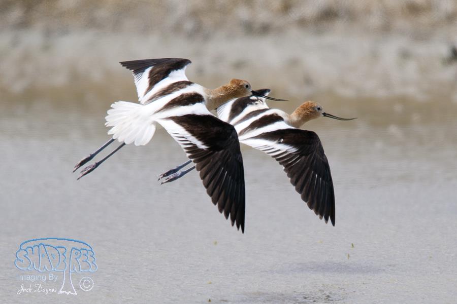 American Avocet - Recurvirostra americana