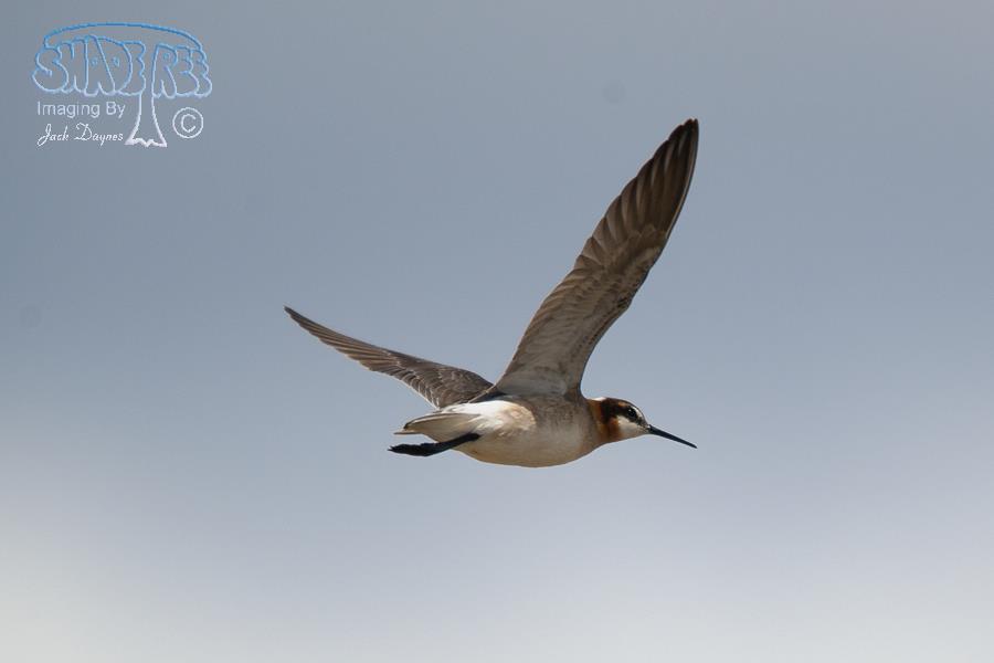 Wilson's Phalarope - Phalaropus tricolor
