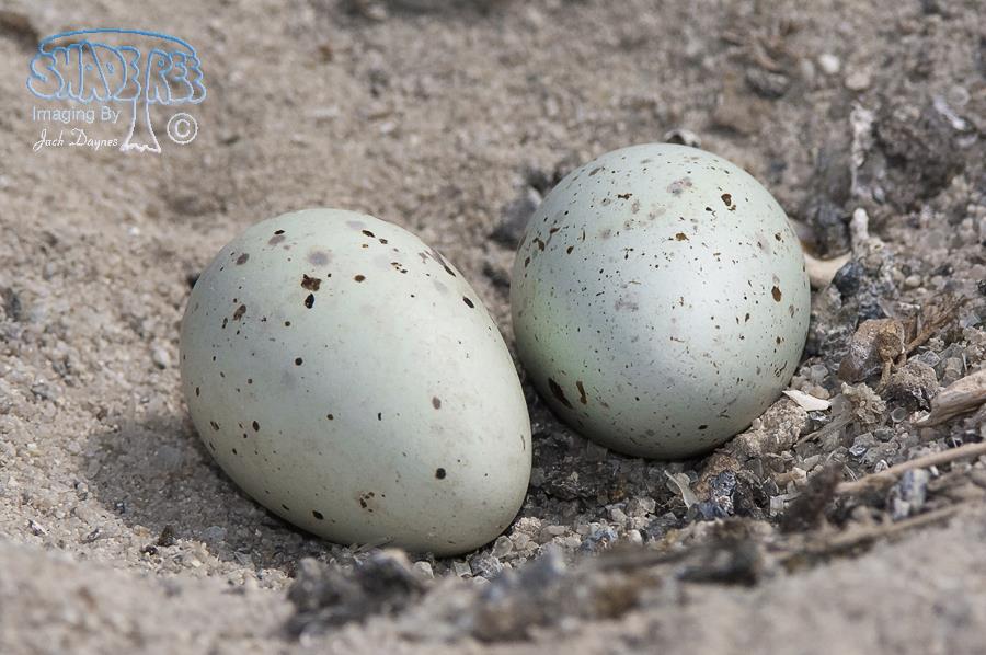 Caspian Tern Nest - Hydroprogne caspia