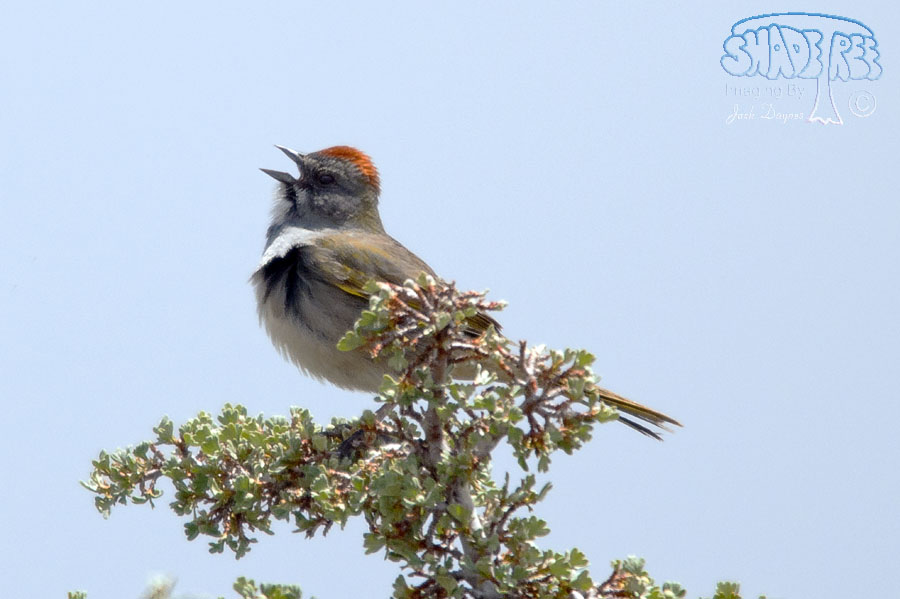Green-Tailed Towhee - Pipilo chlorurus