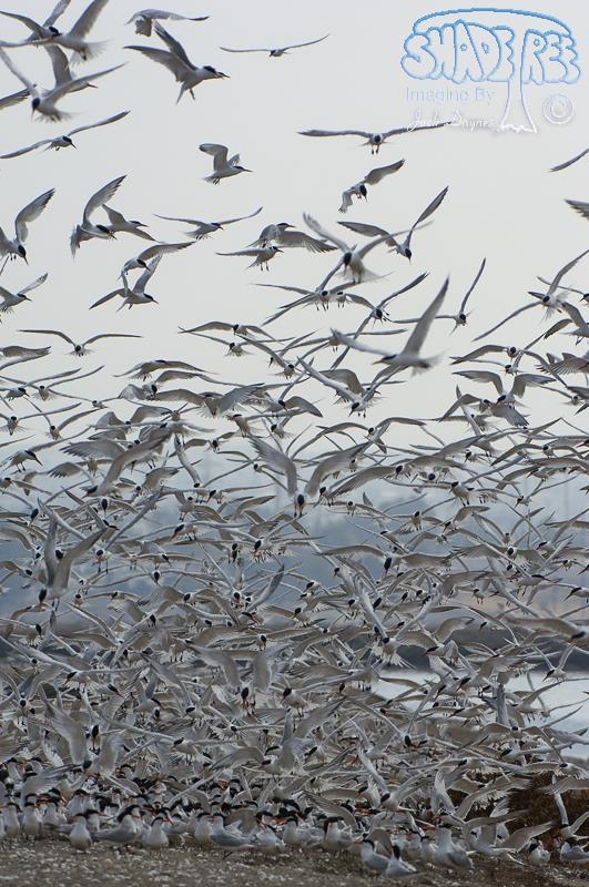 Elegant Tern - Thalasseus elegans