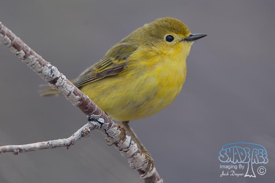 American Yellow Warbler - Setophaga petechia