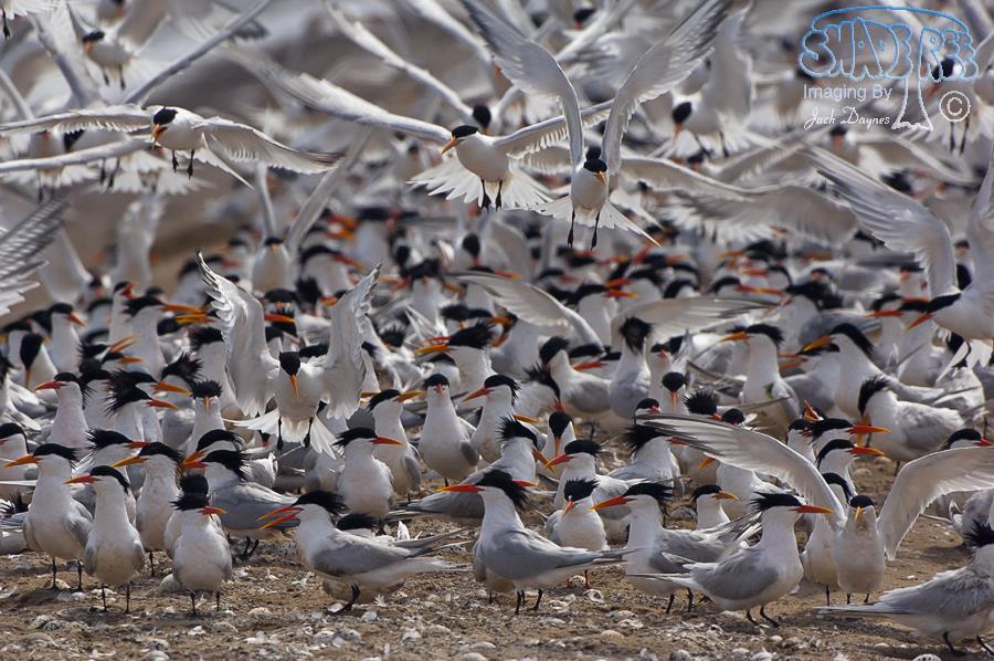 Elegant Tern - Thalasseus elegans