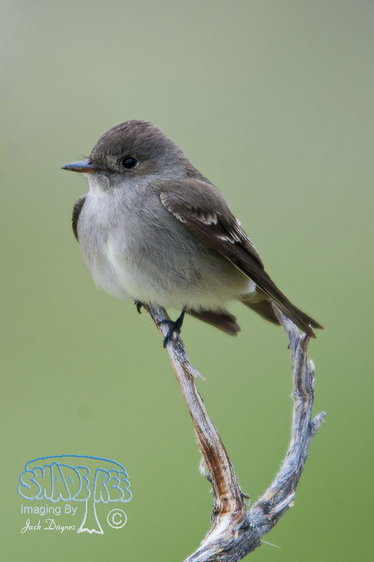 Western Wood-Pewee - Contopus sordidulus