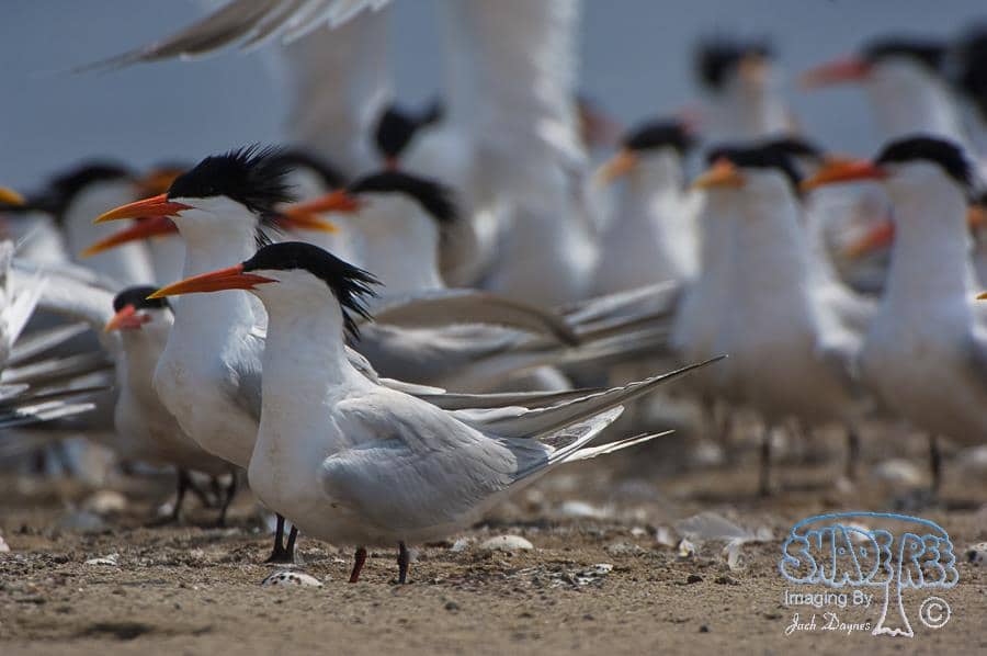 Elegant Tern - Thalasseus elegans