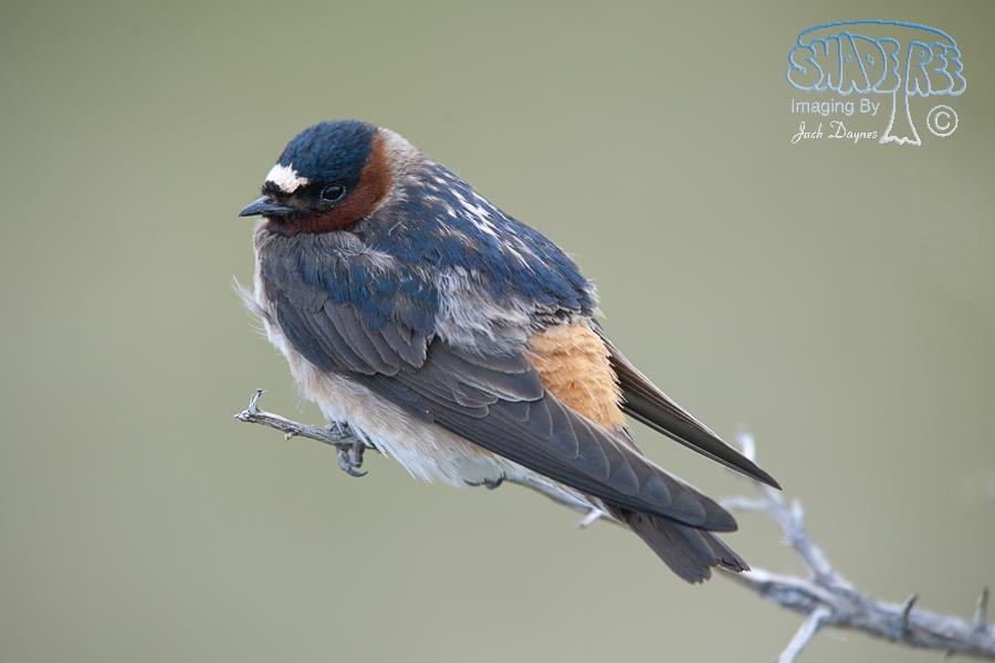 Cliff Swallow - Petrochelidon pyrrhonota