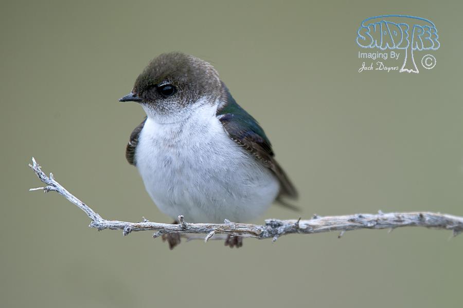 Violet-green Swallow - Tachycineta thalassina